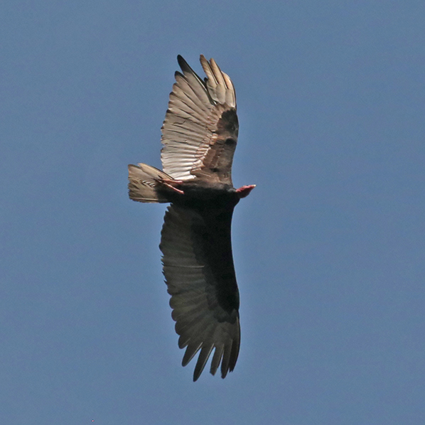 Turkey Vulture